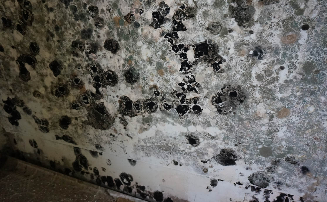 Black Mold